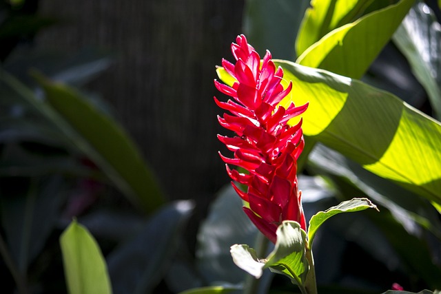 Alpínia Purpurata 异国情调的花 性质 - 上的免费照片