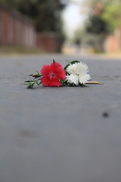 雏菊 花 开花 - 上的免费照片