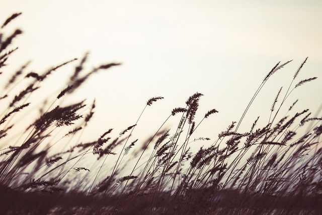 字段 自然 草 - 上的免费照片
