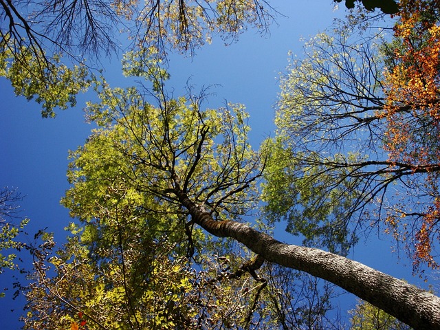 Visoki Borovi Crna - 上的免费照片