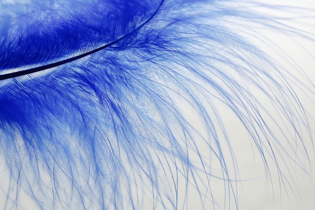 羽毛 柔软的 蓝色的 - 上的免费照片