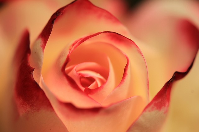 玫瑰 橙玫瑰 花瓣 - 上的免费照片