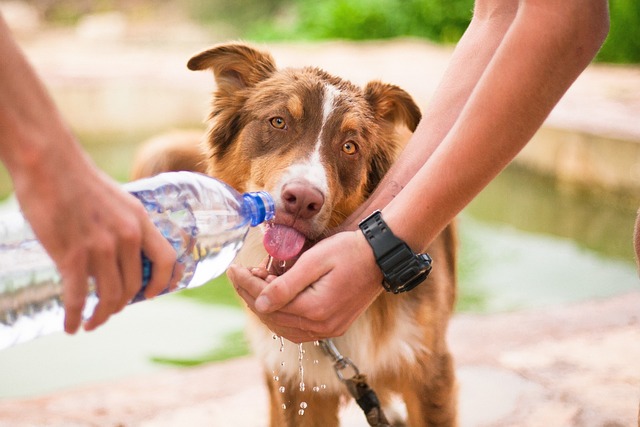 狗 帮助狗 口渴的狗 - 上的免费照片