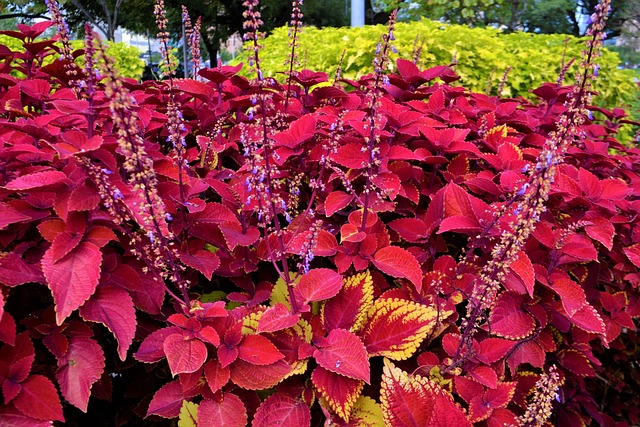 红色彩叶植物 花园 植物学 - 上的免费照片
