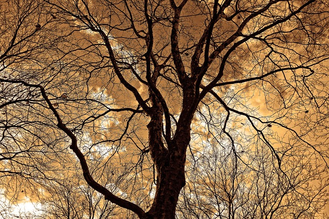 树 树梢上 分行 - 上的免费照片