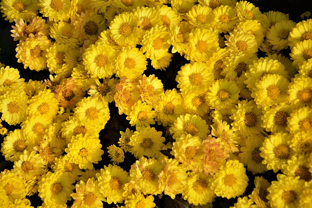 花 奇切瓦文动 鲜明的色彩 - 上的免费照片
