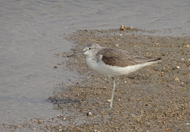共同Greenshank Tringa Nebularia 跋涉 - 上的免费照片