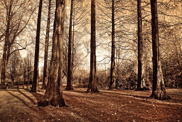 树木 高大的树木 树干 - 上的免费照片