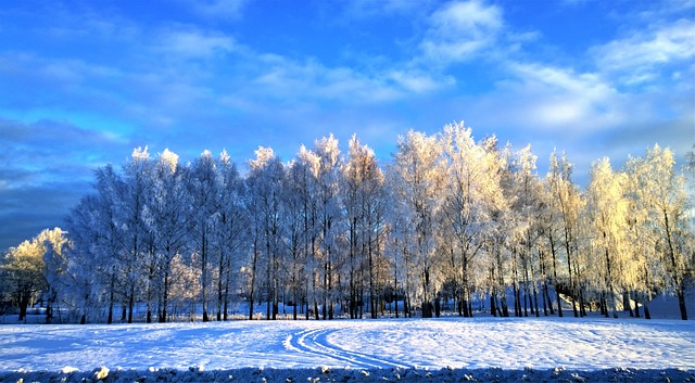 冬天 雪 雪景观 - 上的免费照片