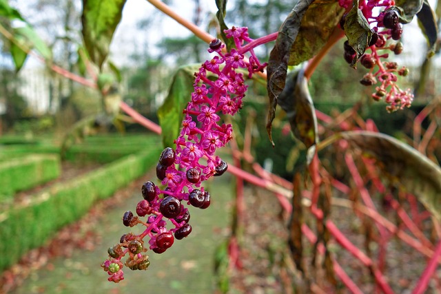 商陆 Pokeberries 美洲商陆 - 上的免费照片