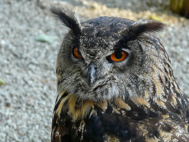 欧亚鹰西伯利亚猫头鹰 猫头鹰 晚上的猎手 - 上的免费照片