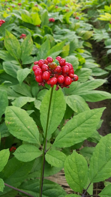 人参 植物 农业 - 上的免费照片