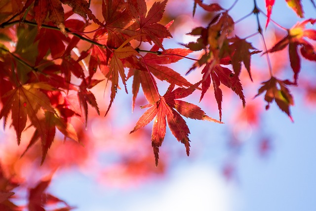 楓葉 藍天 - 上的免费照片