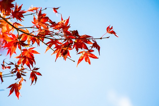 楓葉 藍天 - 上的免费照片