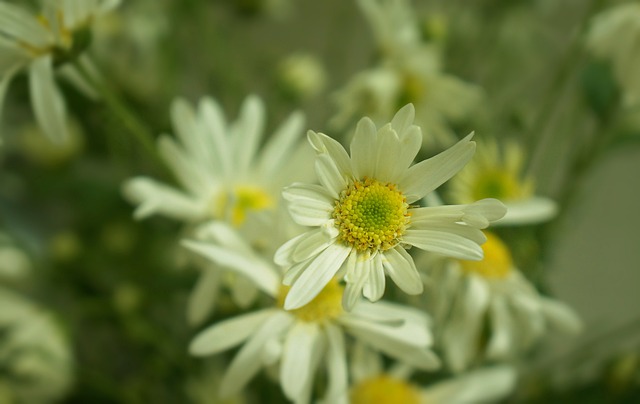 菊花 花季 河内 - 上的免费照片