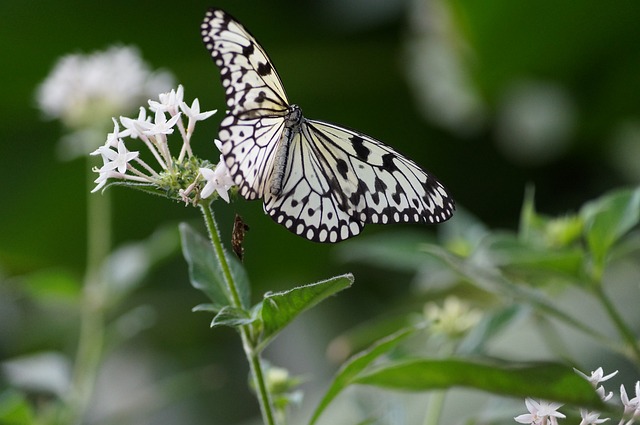 蝴蝶 花 自然 - 上的免费照片