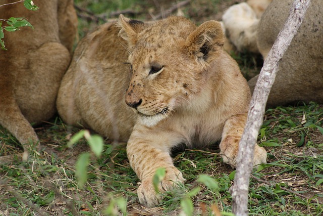 小狮子 休息 野生动物 - 上的免费照片