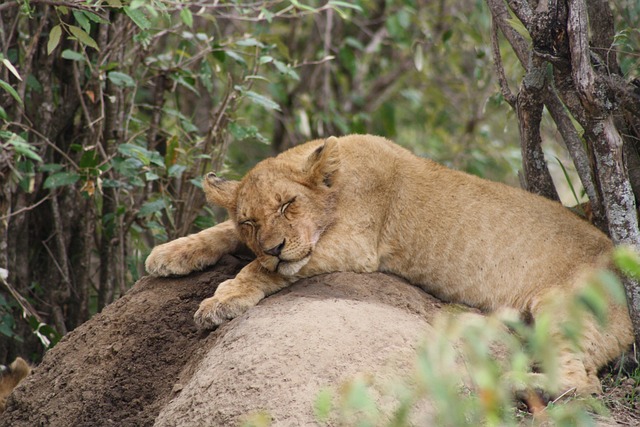 小狮子 非洲 马赛马拉 - 上的免费照片
