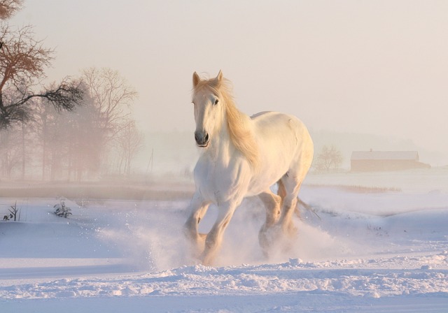 白马 冬天 雪 - 上的免费照片