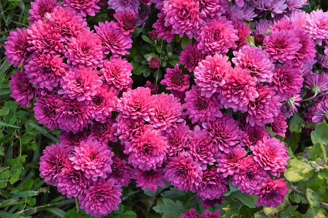 花 奇切瓦文动 鲜明的色彩 - 上的免费照片