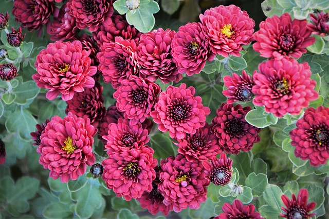 花 奇切瓦文动 鲜明的色彩 - 上的免费照片