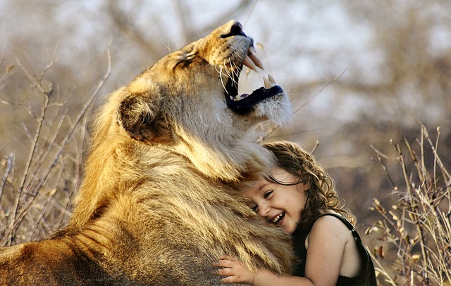 狮子 怒吼 非洲 - 上的免费照片