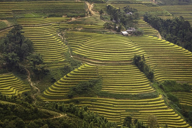 越南 米 场地 - 上的免费照片
