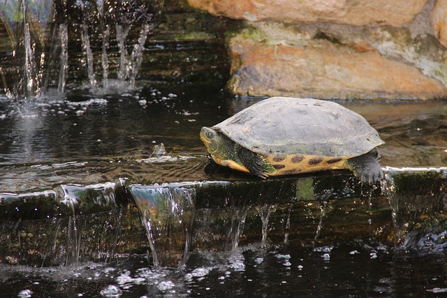 Animal 烏龜 - 上的免费照片