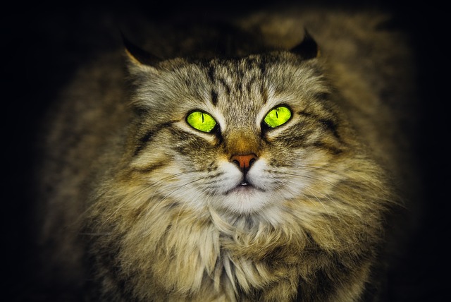 猫 宠物 动物 - 上的免费照片