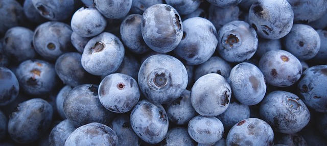 蓝莓 蓝色的 浆果 - 上的免费照片