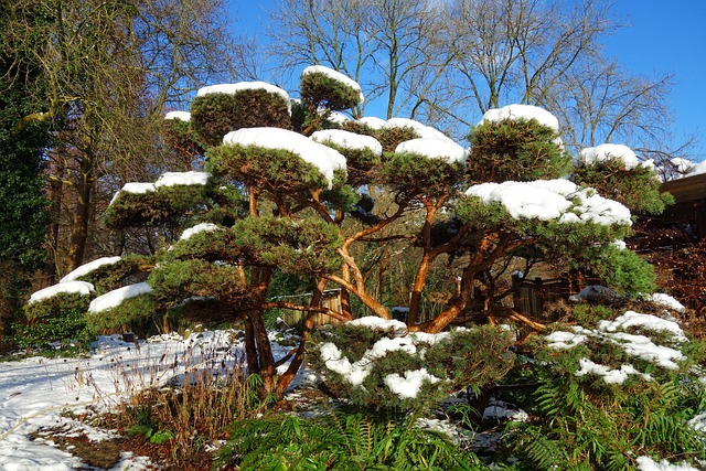 日本松 松树 雪 - 上的免费照片