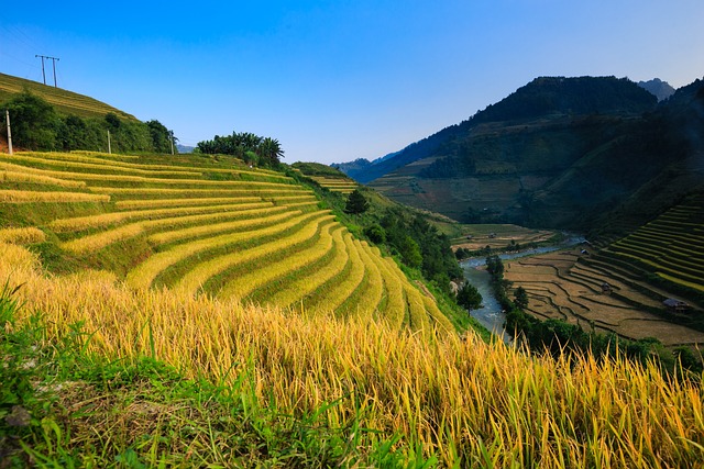 越南 米 场地 - 上的免费照片