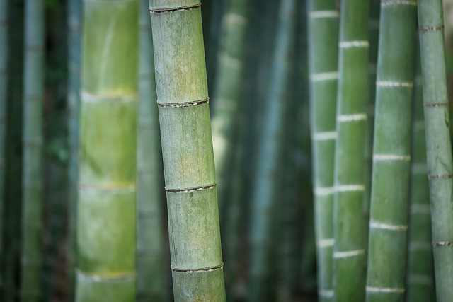 竹子 青竹 森林 - 上的免费照片