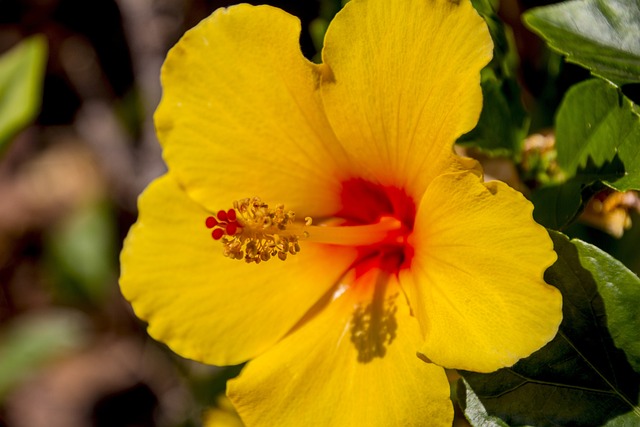 芙蓉 黄色花 花朵 - 上的免费照片