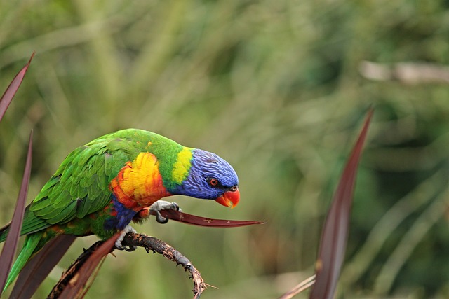 鹦鹉 澳洲鹦鹉 鸟 - 上的免费照片
