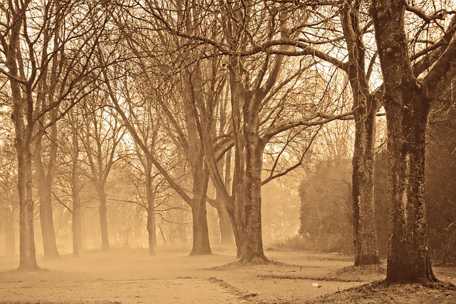 森林 树木 秃树 - 上的免费照片