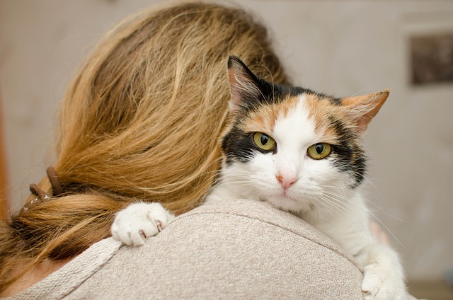 猫 小猫 家猫 - 上的免费照片