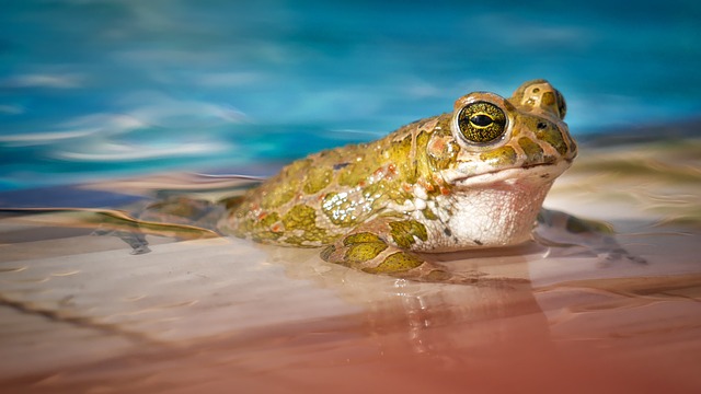 水域 自然 青蛙 - 上的免费照片