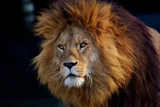 狮子 动物 鬃毛 - 上的免费照片