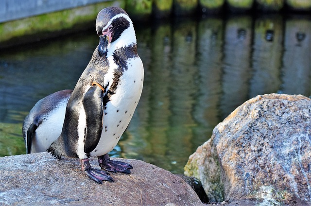 企鹅 鸟 水鸟 - 上的免费照片