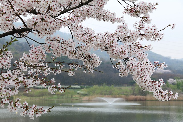树 樱桃 季度 - 上的免费照片