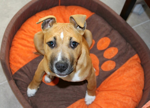 Amstaff 斗牛犬 小狗 - 上的免费照片