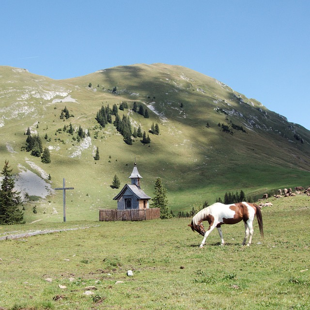 Bregenzerwald Wurzachalpe 卡尼斯弗卢山 - 上的免费照片