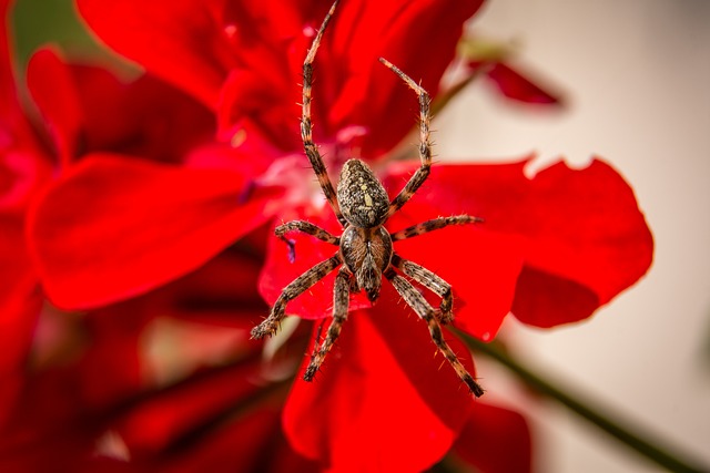 花 自然 植物 - 上的免费照片
