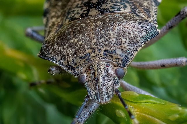 自然 动物 野生动物 - 上的免费照片