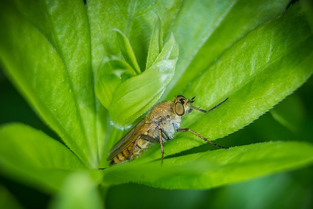 自然 叶子 关闭 - 上的免费照片