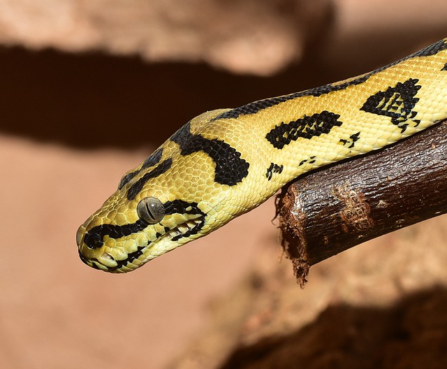 线 爬虫 野生动物 - 上的免费照片