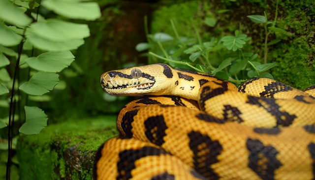 线 爬虫 野生动物 - 上的免费照片