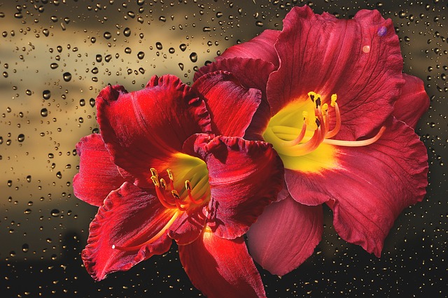 花 性质 美丽 - 上的免费照片