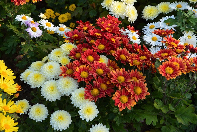 花 奇切瓦文动 鲜明的色彩 - 上的免费照片